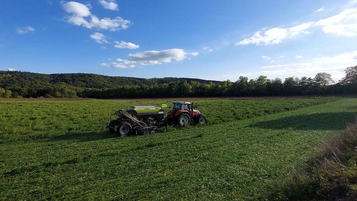 Saat in das Feld mit bestehender Zwischenfrucht am Feld von Hans Gnauer
