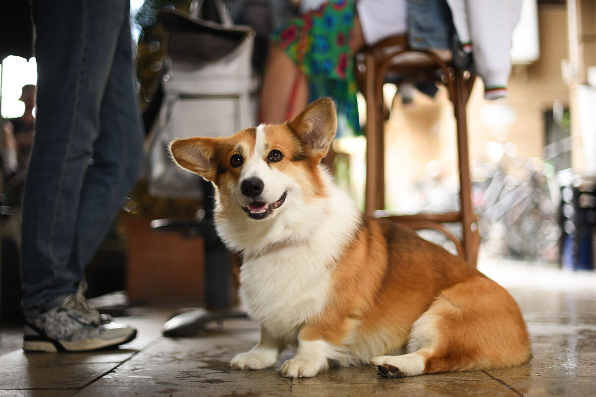 Für Millionen Hundebesitzer in Europa gehört der Vierbeiner ganz selbstverständlich zur Urlaubsplanung. 