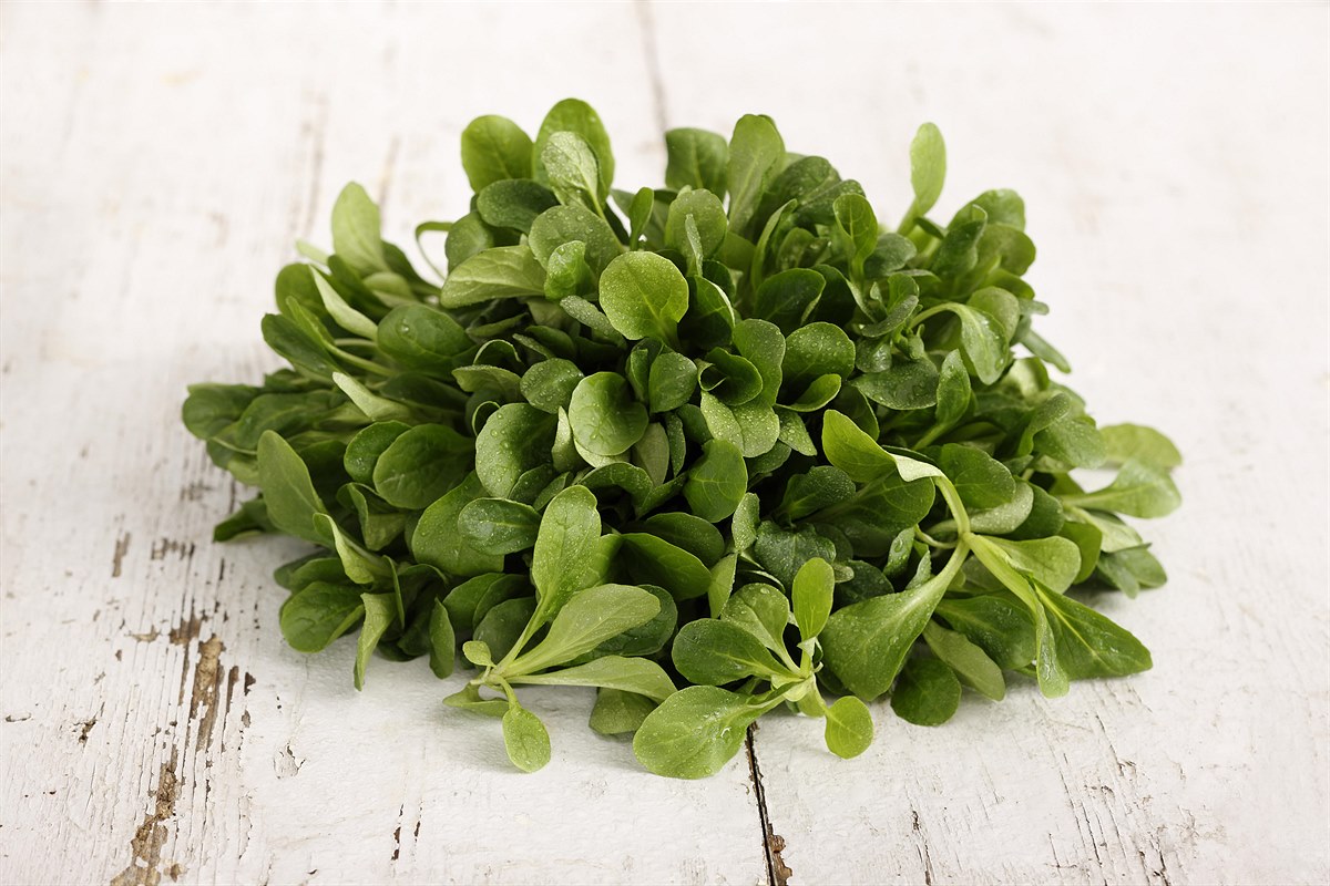 Vogerlsalat