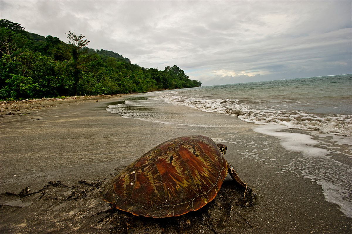 Rio Mare engagiert sich in Partnerschaft mit dem WWF für den Schutz der Meere