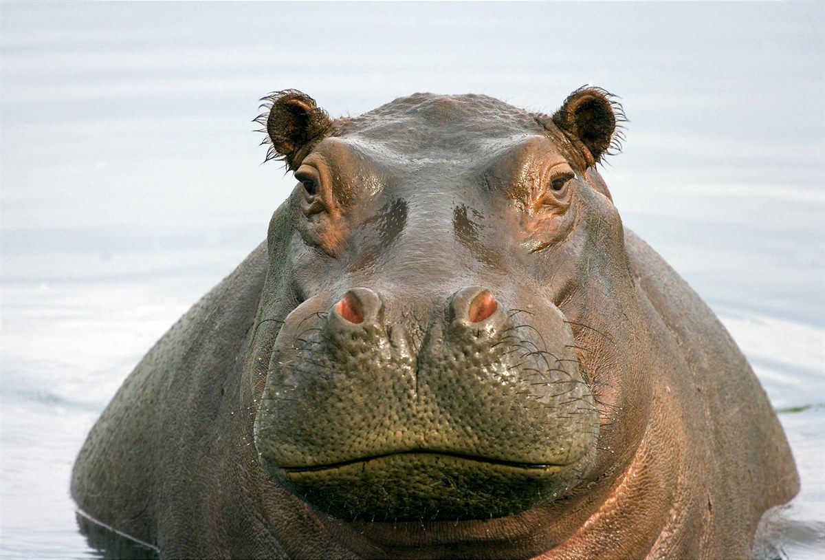 Flusspferd  Nilpferde