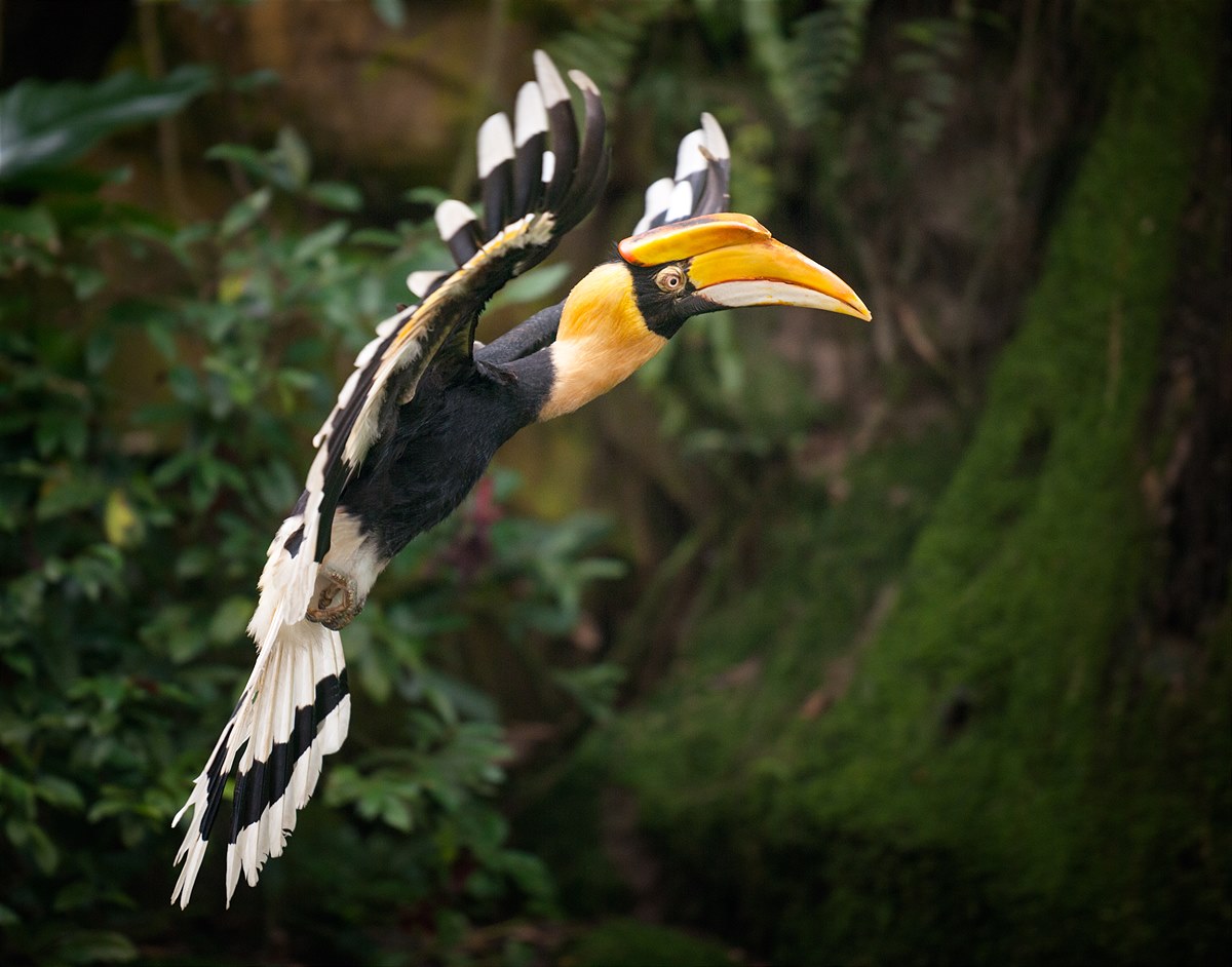 Nashornvogel