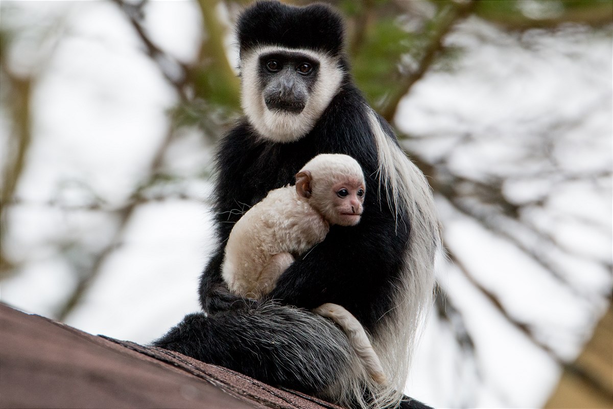 Schwarzer und weißer Colobus-Affe