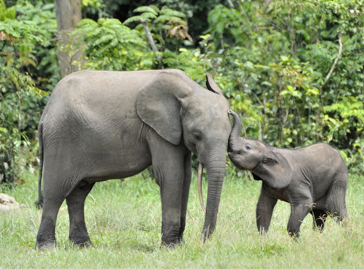 Afrikanischer Elefant