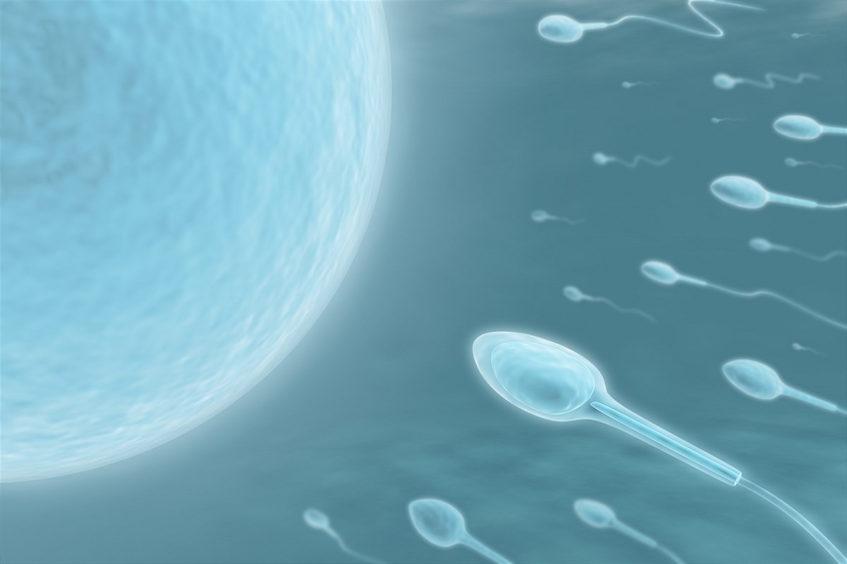 Sperma und Eizelle