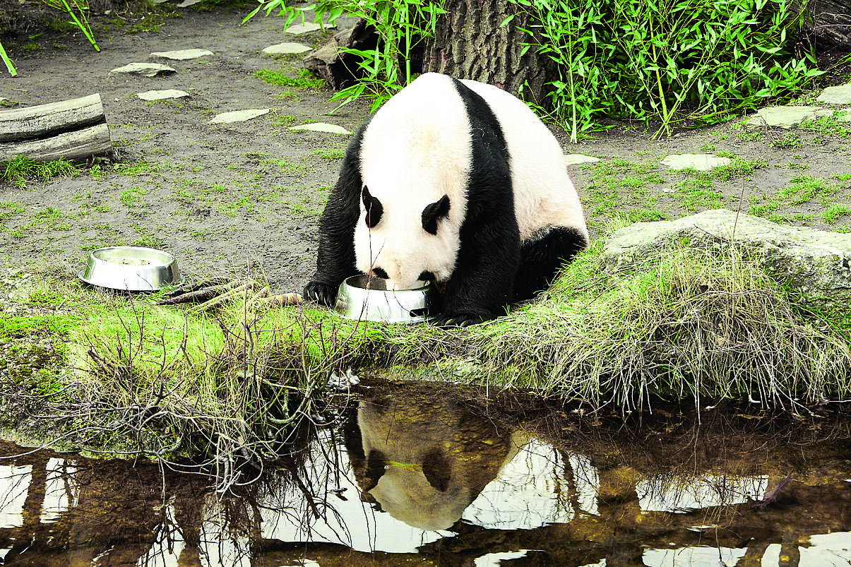 Zufriedene Große Pandas – das Futter schmeckt.