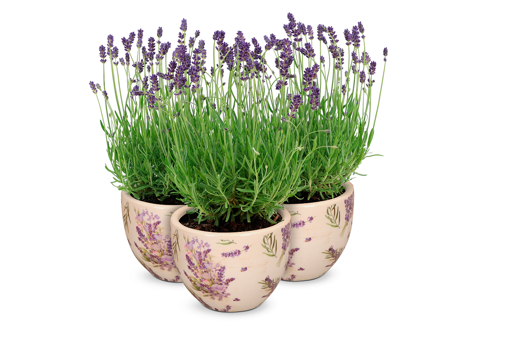 bellaflora_Lavendel_€ 3,99