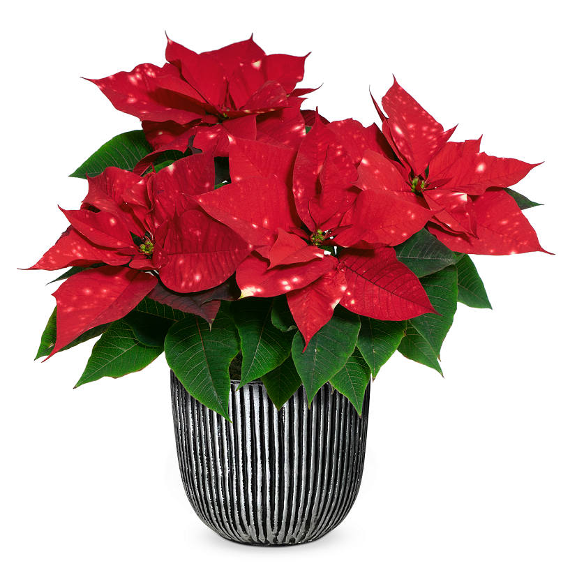 bellaflora_Weihnachtsstern Sky Star_€ 12,99