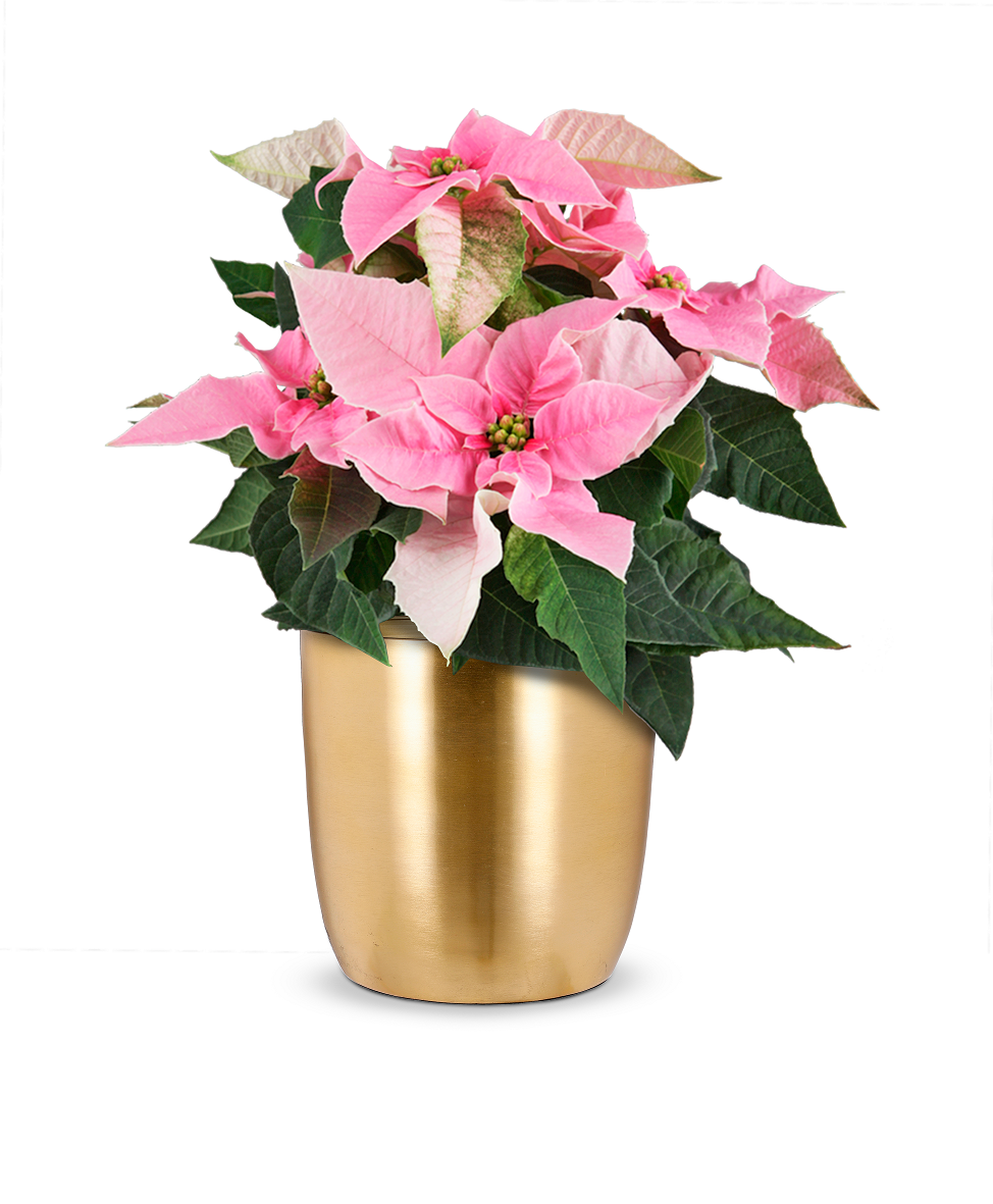 bellaflora_Weihnachtsstern gefärbt_€ 9,99