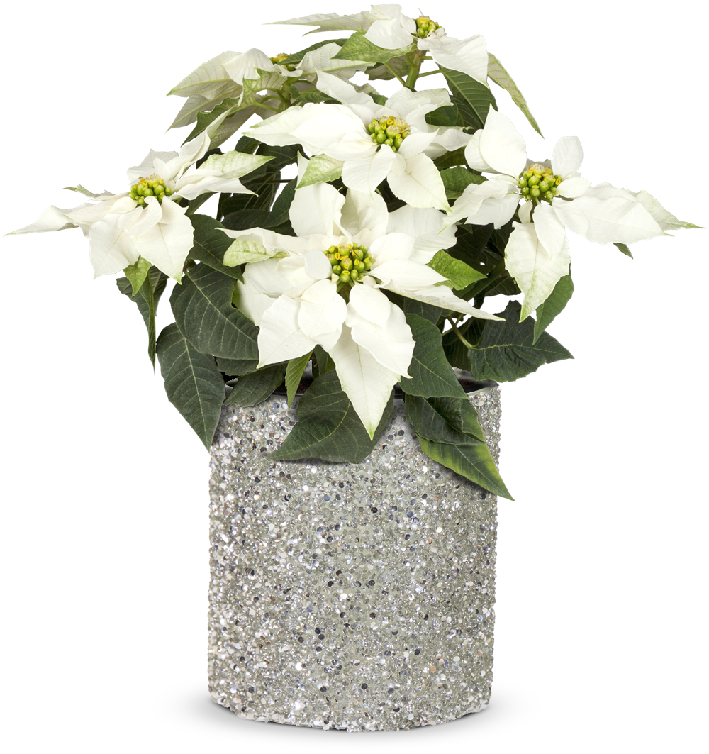  bellaflora_Weihnachtsstern weiß_€ 5,99