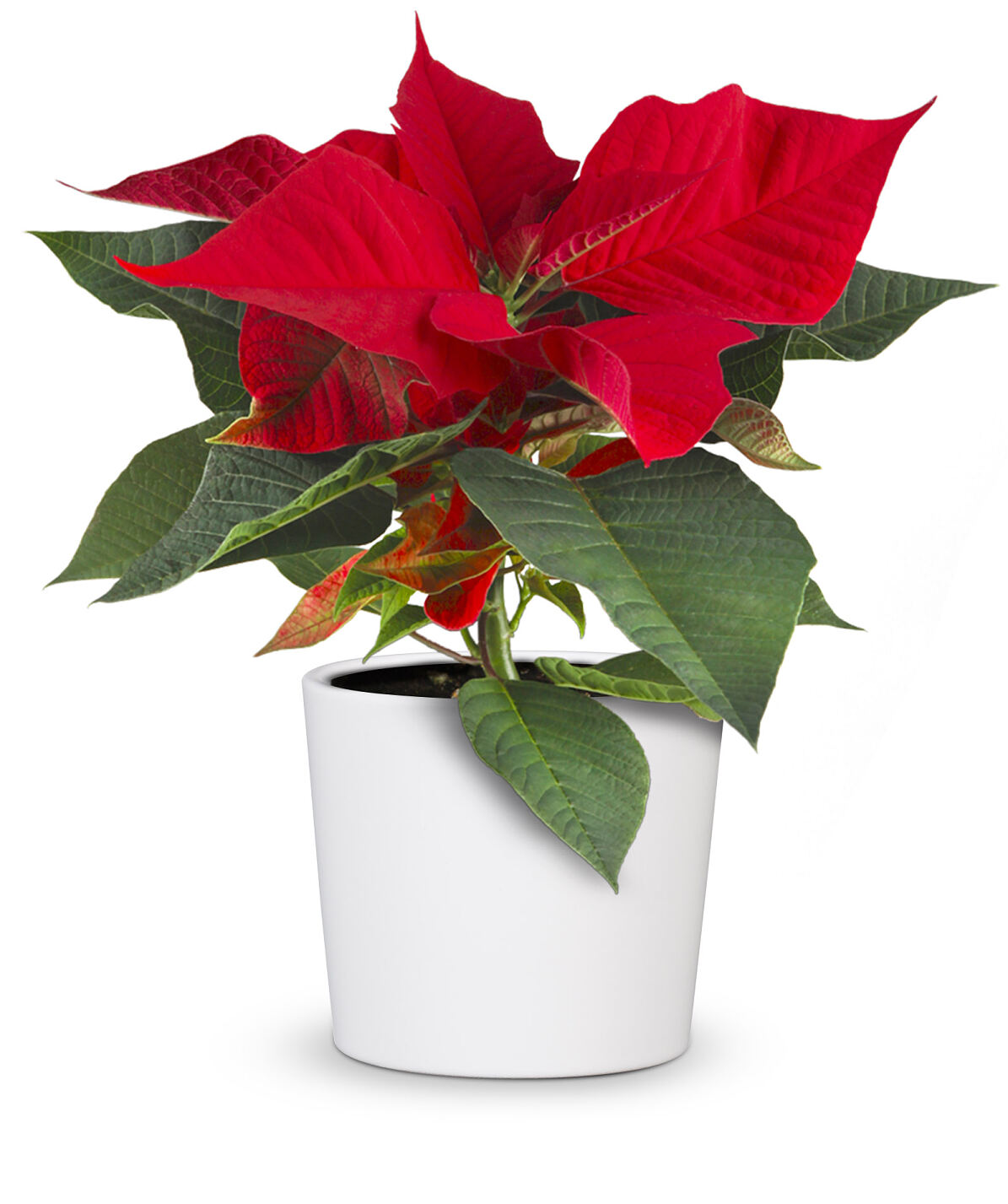 bellaflora_Weihnachtsstern mini_€ 1,99