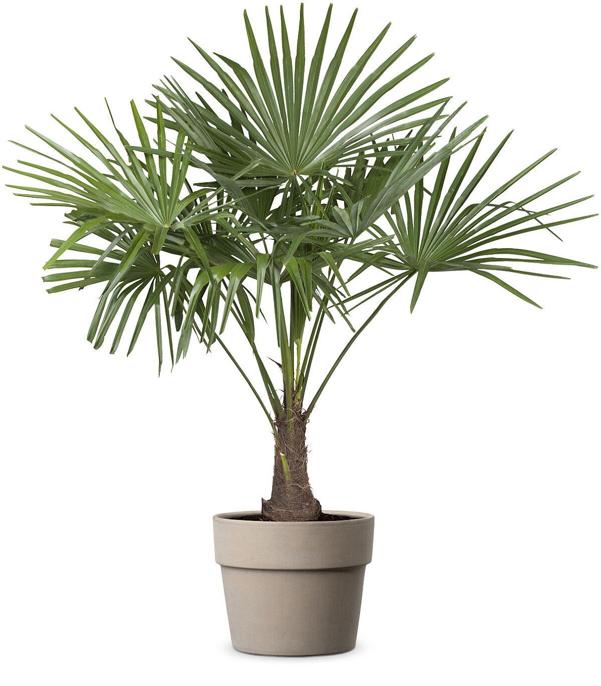 bellaflora_ Hanfpalme 24 cm Topf (ohne Übertopf)_€ 36,99