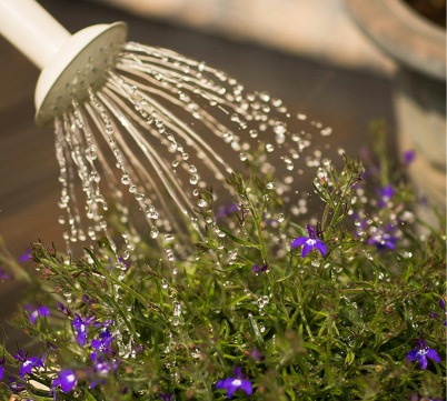 Effiziente Pflanzenbewässerung bei heißen Temperaturen mit bellaflora