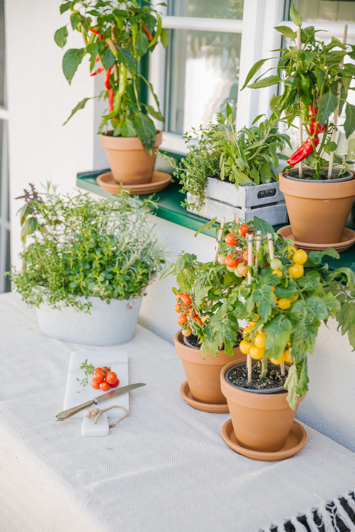 Zimmerpflanzen und Urban Gardening: Österreichs Vorlieben in der Pflanzenwelt