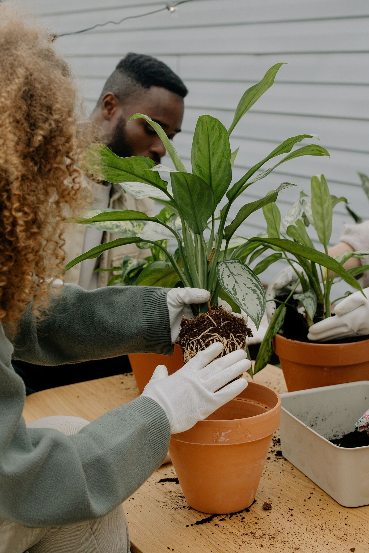 Zimmerpflanzen und Urban Gardening: Österreichs Vorlieben in der Pflanzenwelt